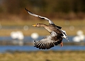 Greylag goose flying - C